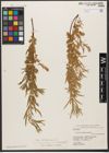 Foto von Salix wilhelmsiana M. Bieb.